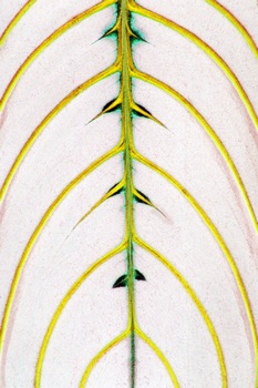 F 066B